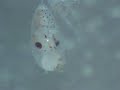 octopus embryo 60x magnification