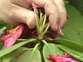 Deadheading Rhododendrons (Part 1 of 2)