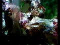 My Marine Biorb