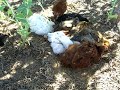 Hot Chicks take a bath Hot Chicks take a bath