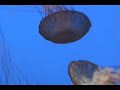 Jellyfish Waltz: Jellyfish Pictures