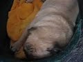 Pug Dog Snoring Pug Dog Snoring