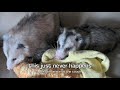 Possum Posse Elvis and Penny Possum Love Shack