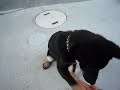 黒豆柴まめすけ　お手・おかわり・タッチ