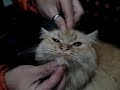 GATA SORPRENDIDA I