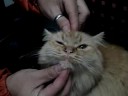 GATA SORPRENDIDA I
