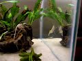 Guppy, neon tetras and shrimp Guppy, neon tetras and shrimp