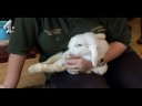  channel four channel4 charlotte documentary ethel rabbit trolley wheelchair special needs pets