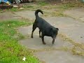 Mi impredecible perrito