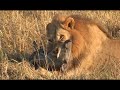 Savuti lions kill a worthog Savuti lions kill a worthog