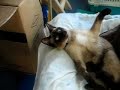 cahouette aboie chat chatte chatton