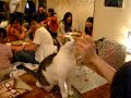 smart cat