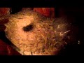 opie's eye - My bro Scott and the world's largest hornet's nest