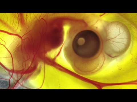 FLIGHT: The Genius of Birds – Embryonic development