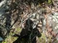 Click here to watch this video Bells Canyon Waterfall
