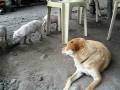 videos de Dog growls at piglets - Philippines