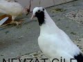kelebek güvercinler balikesir nevzat