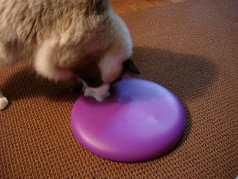 0 Dog Spinny   Floppycats.com Product Review