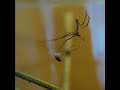 Net-Casting (Ogre-Faced) Spider Catching A Fruit Fly 2 Net-Casting (Ogre-Faced) Spider Catching A Fruit Fly 2