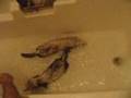 Ferret Bath
