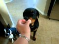 Video: Rottweiler Doesn't Want Shrimp