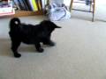 Aussiedoodle