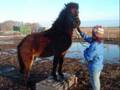 Natural Icelandic Horse Virtual Show