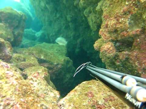 pesca con arpon - Pesca de 3 pargos, solo aparecen dos en video, el mas grande aparece casi al final del video, peso 9 kilos ya destripado.