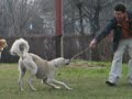 Saluki on a stick