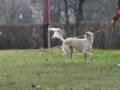 Saluki