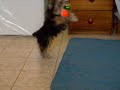 Archie Brinca Yorkshire Mercadolibre Reptilven
