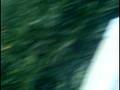 videos de kiwi-fruit hidding from the cops