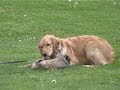 Cat Distraction for Dog Training