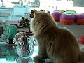 loves candy loves candy