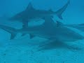 Buceo con tiburon toro - playa del carmen 08/01/09