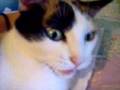 Re: How To Annoy Your Cat... The Nice Way!