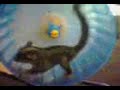 sugar glider running wheel