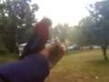 Feeding wild parrots