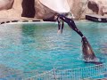 Zoo Amneville spectacle otarie
