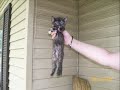 In Memory of my kitten Fugly