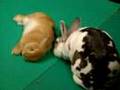 Rollin' Rabbits