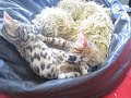 Bengal Cats Playing, Climbing, Eating & Chillin Bengal Cats Playing, Climbing, Eating & Chillin