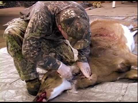 how to skin and quarter a deer