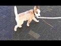 San the Australian Cattle Dog