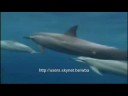 Dolfijnen-Dolfins1
