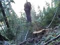 Tree Huggers Ball.... Tree Huggers Ball....