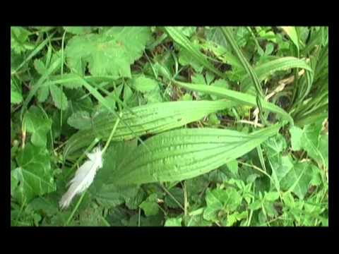 how to cure wasp sting