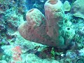 clun bucanero scuba dive center part 2