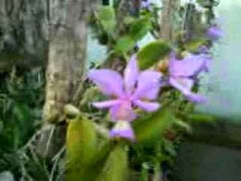 Orquideas, mudas nobbillor e Walqueriana(62)85701915 (62)94152270