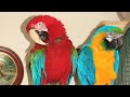 Macaws-Max-and-Rico-